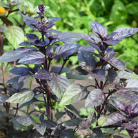 Vente Plant Basilic pourpre