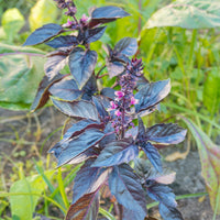 Vente Plant Basilic pourpre - Ocimum basilicum purpurascens