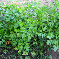Vente Plant Persil commun - Petroselinum crispum