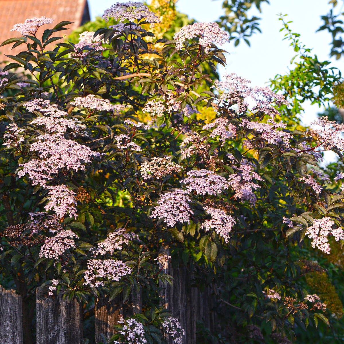 Sureau noir - Sambucus nigra Thundercloud - Bakker