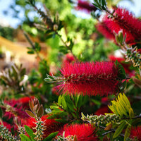 Arbustes fleuris - Rince-bouteille - Callistemon laevis