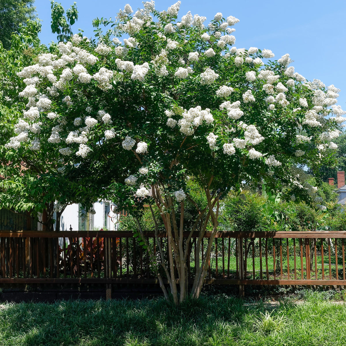 Lilas des indes - Lilas des Indes blanc - Lagerstroemia indica Neige d'Été
