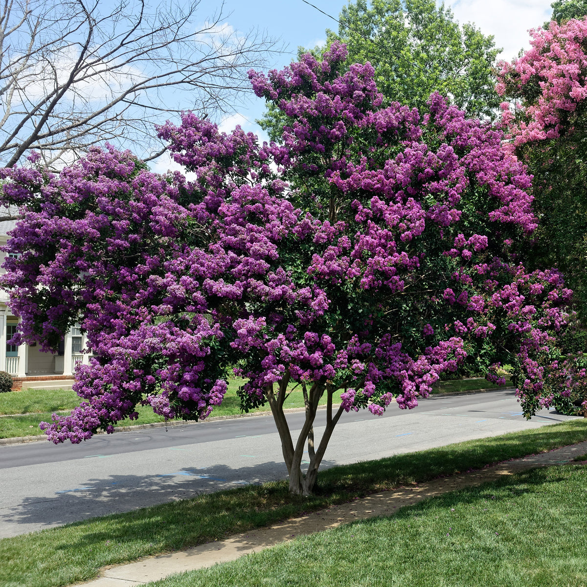 Lilas des Indes violet