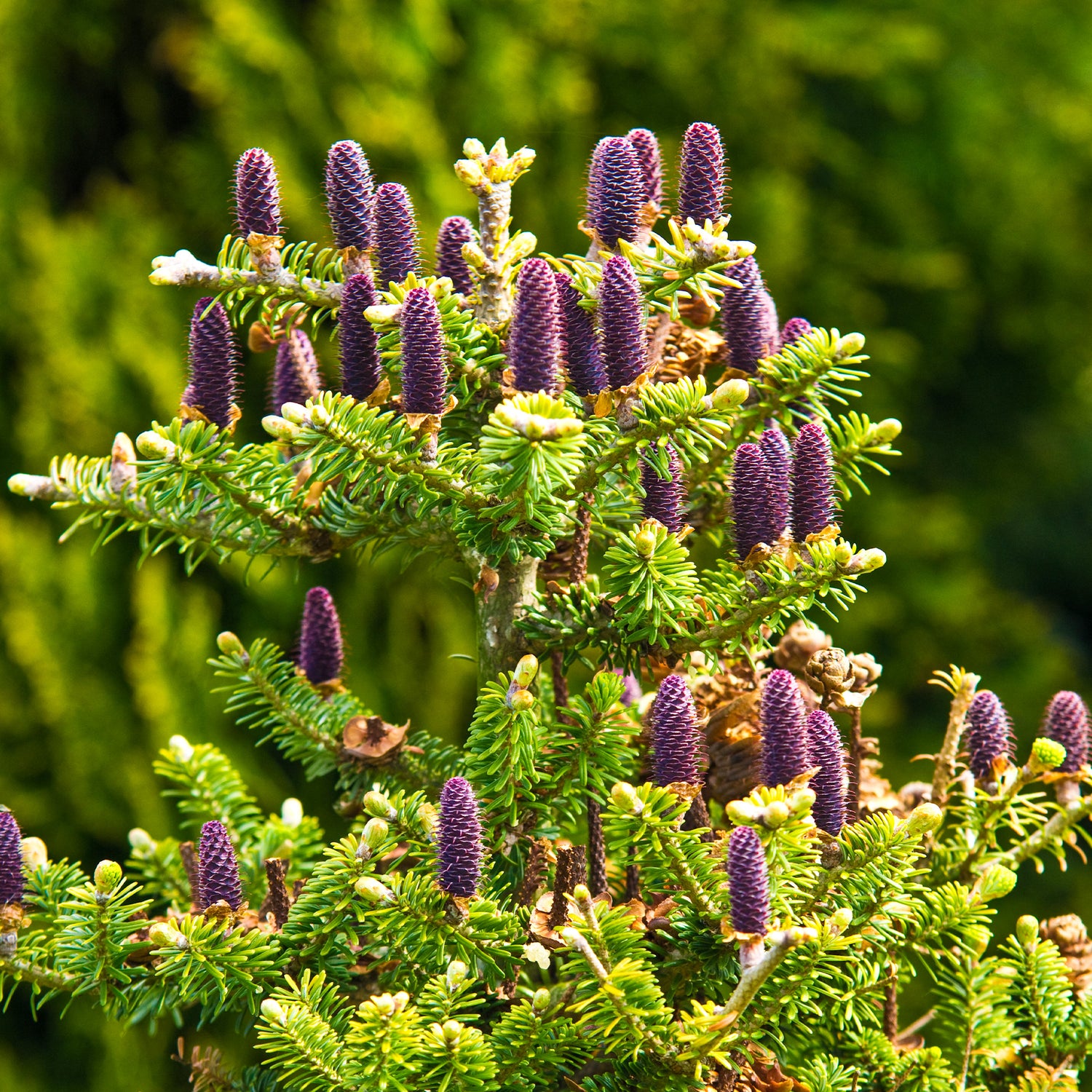 Abies - Sapin