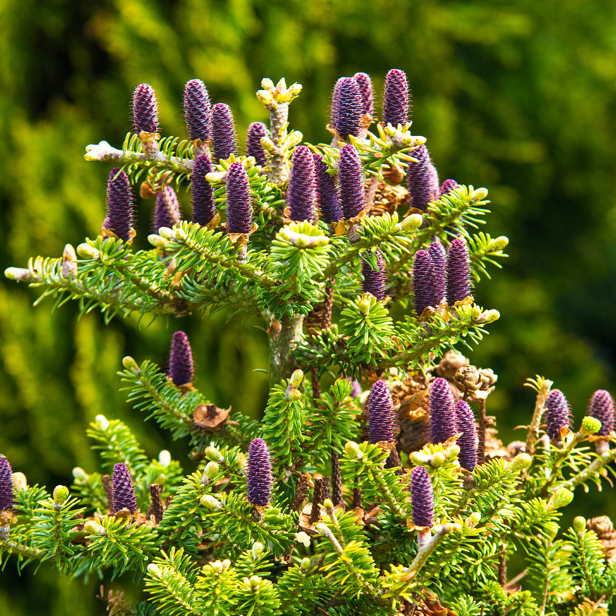 Sapin de Corée - Bakker