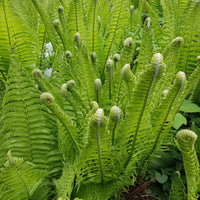 Matteuccia struthiopteris - 2 Fougères Plume d'autruche - Plantes vivaces