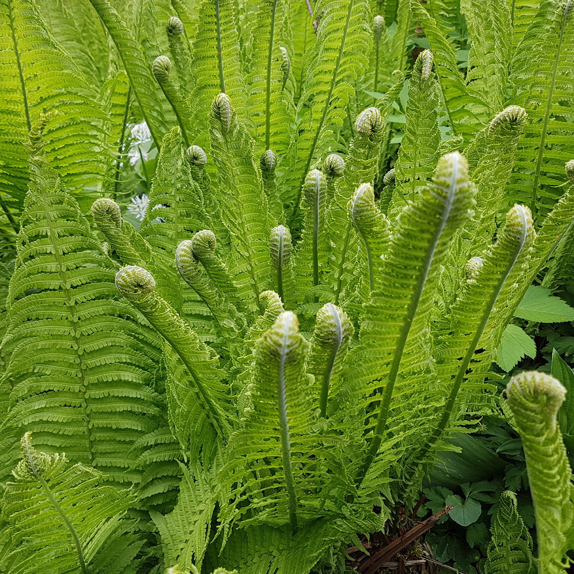 Matteuccia struthiopteris - 2 Fougères Plume d'autruche - Plantes vivaces