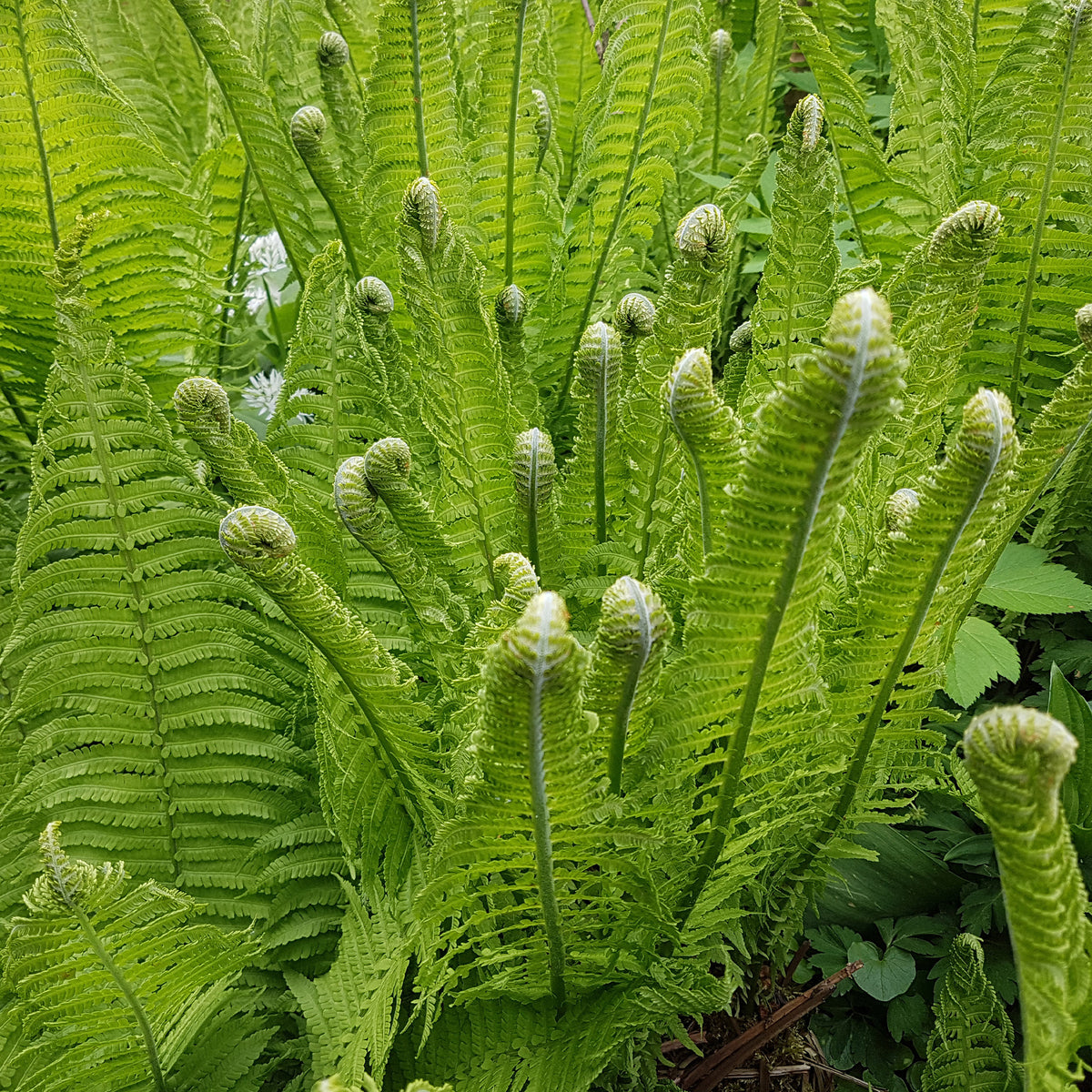 Matteuccia struthiopteris - 2 Fougères Plume d'autruche - Plantes vivaces