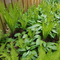 2 Fougères Plume d'autruche - Matteuccia struthiopteris - Bakker