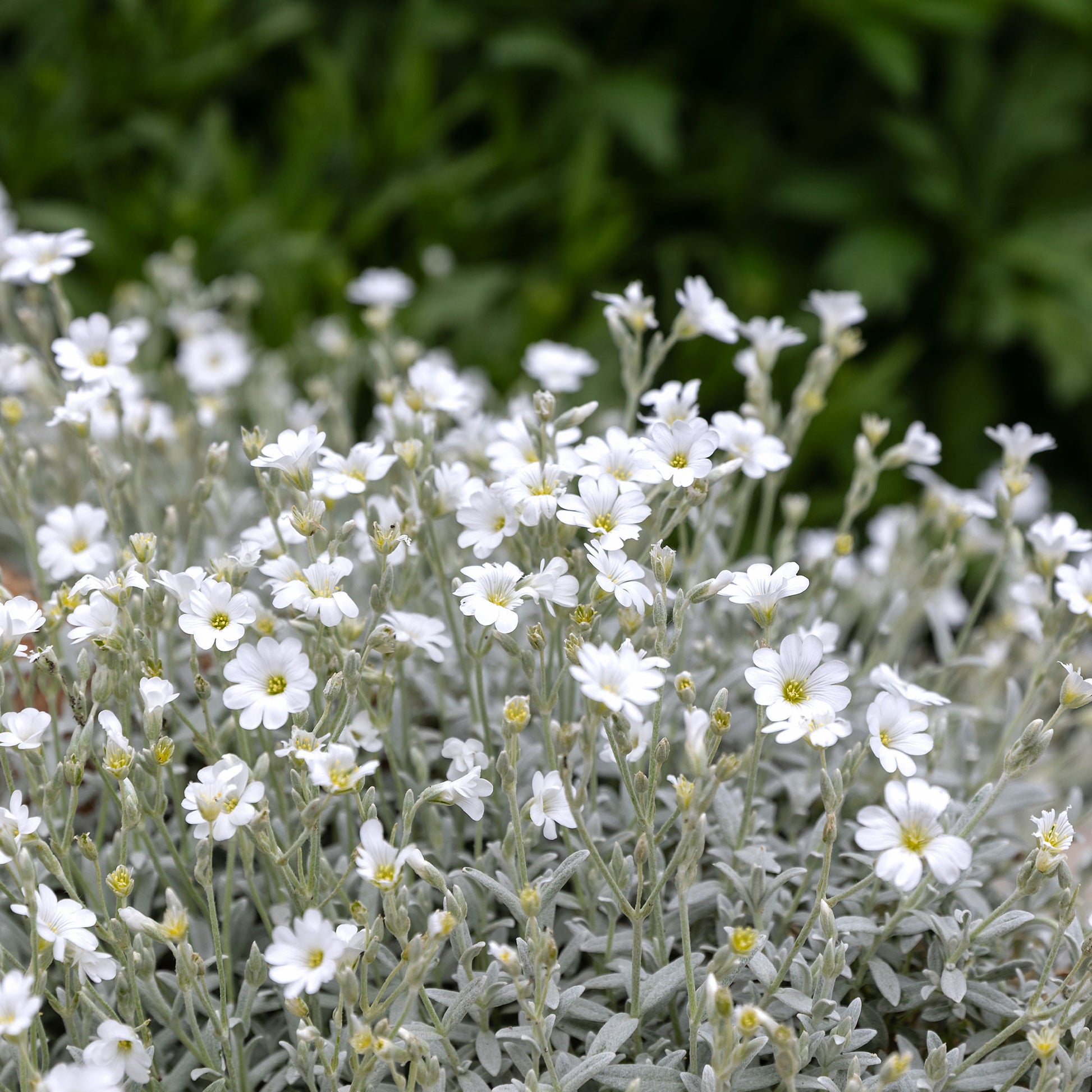 Vente 3 Céraistes - Corbeille d'argent - Cerastium tomentosum