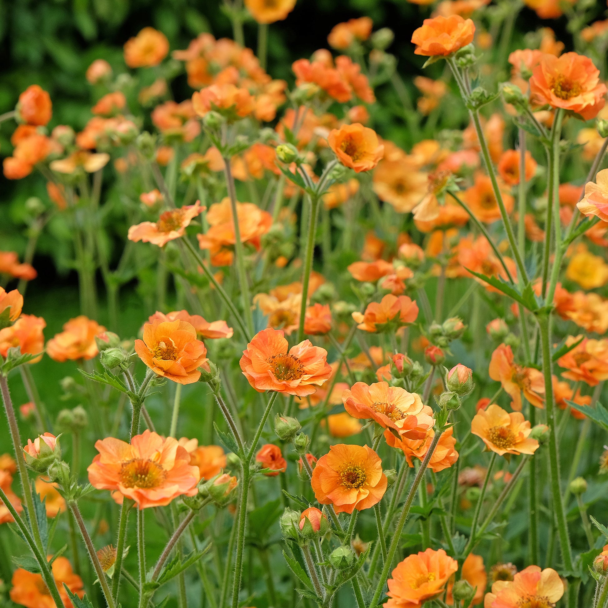Vente Benoîte Totally tangerine - Geum Totally Tangerine