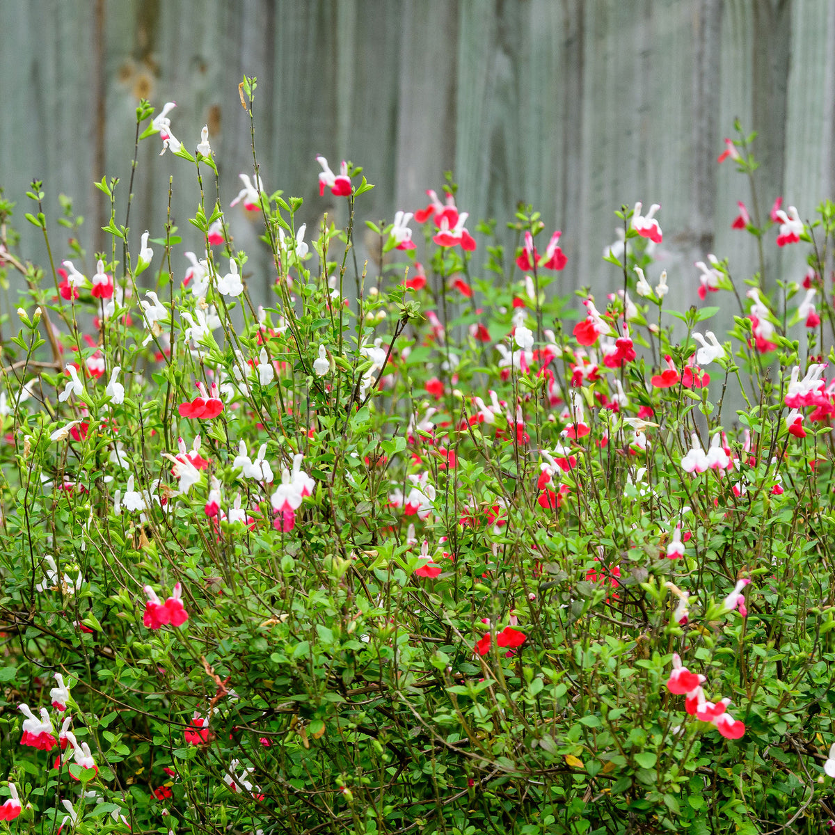 Salvia microphylla hotlips (grahamii) - Sauge Hotlips - Sauges