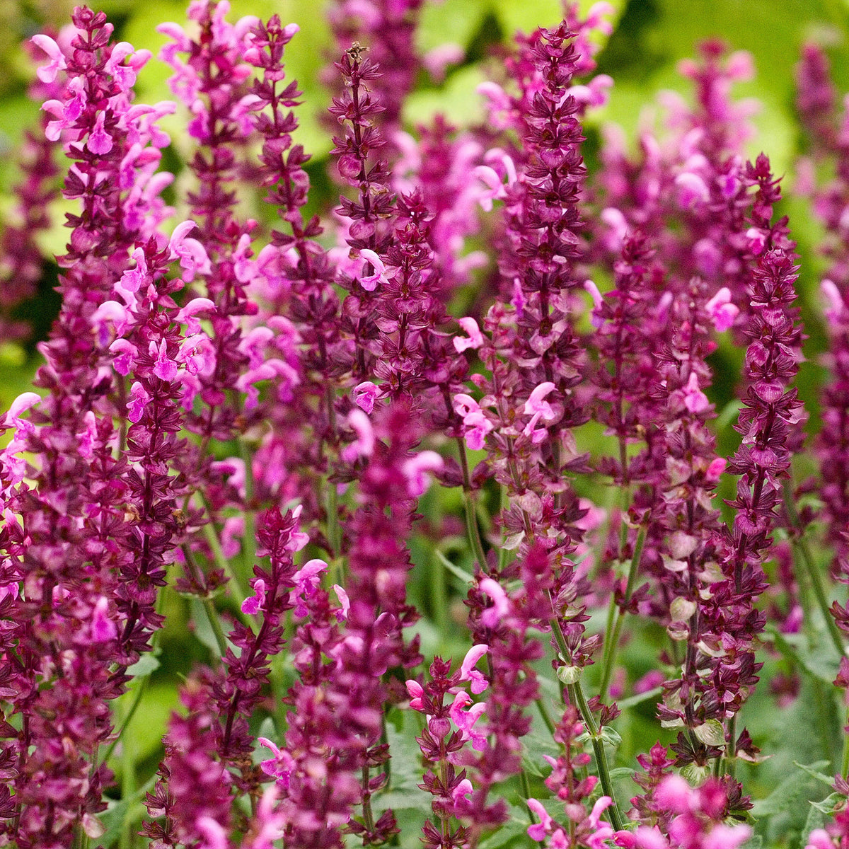 3 Sauges des bois Friesland Pink - Salvia nemorosa friesland pink - Bakker