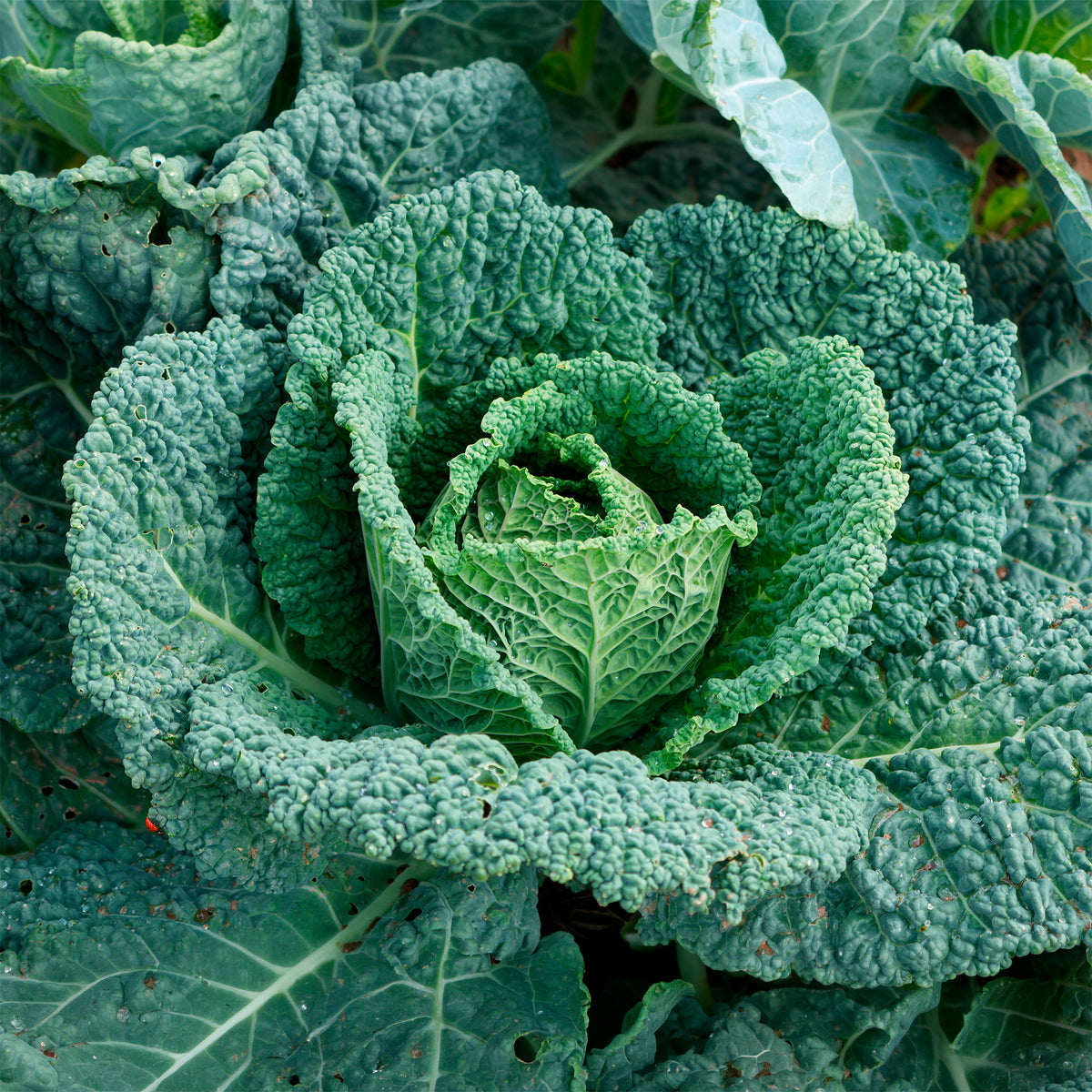 Chou de Milan Capriccio F1 - Brassica oleracea sabauda capriccio f1 - Bakker
