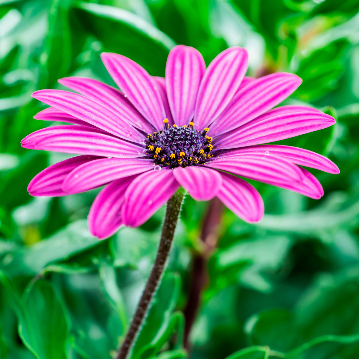 Osteospermum margarita purple - 3 Marguerites du Cap pourpres - Plantes de terrasses et balcons pour pot et balconière