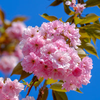 Prunus serrulata Kanzan - Cerisier à fleurs Kanzan - Cerisiers du Japon