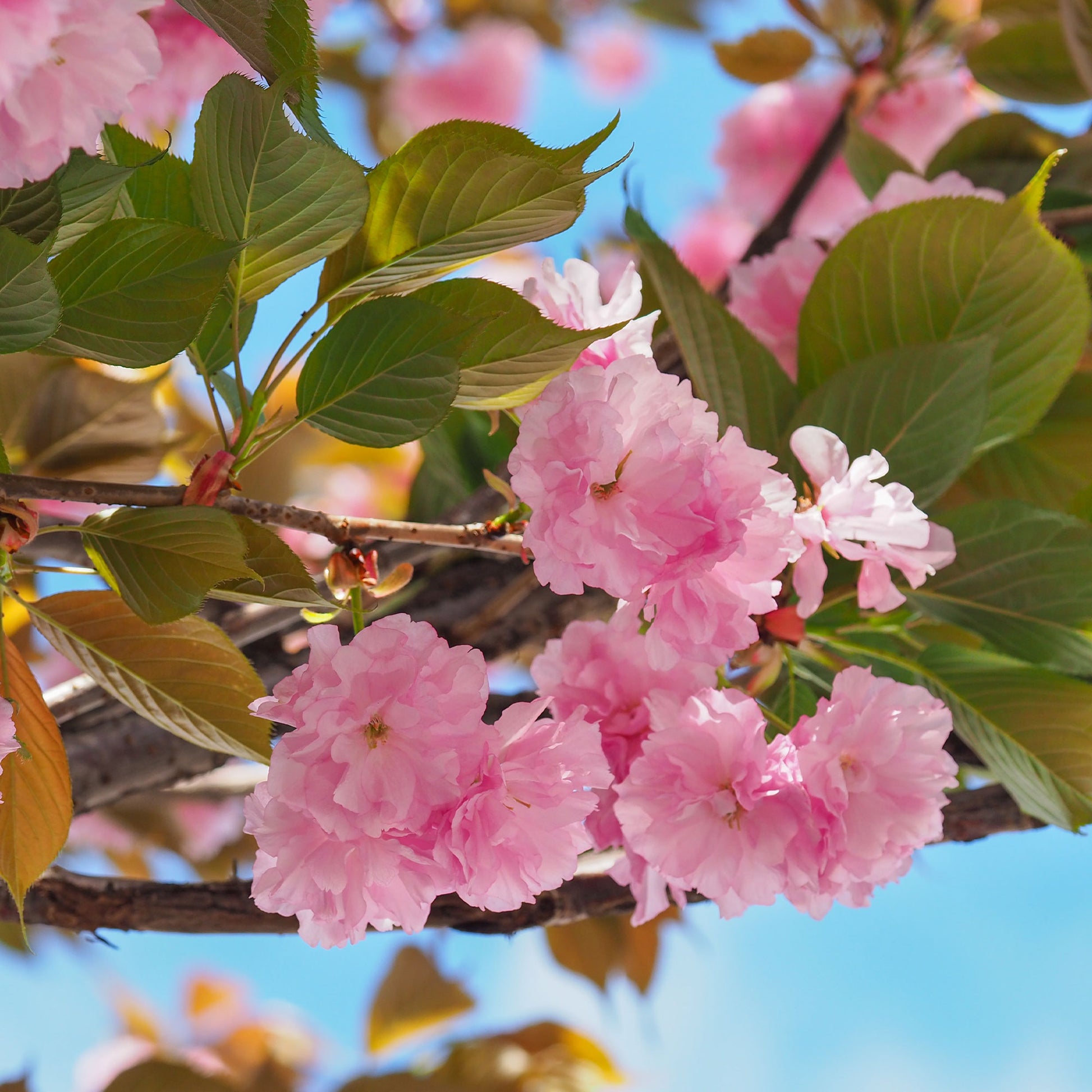 Cerisiers du Japon - Cerisier à fleurs Kanzan - Prunus serrulata Kanzan