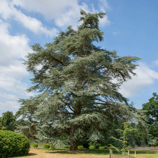 Cèdre bleu de l'Atlas - Bakker