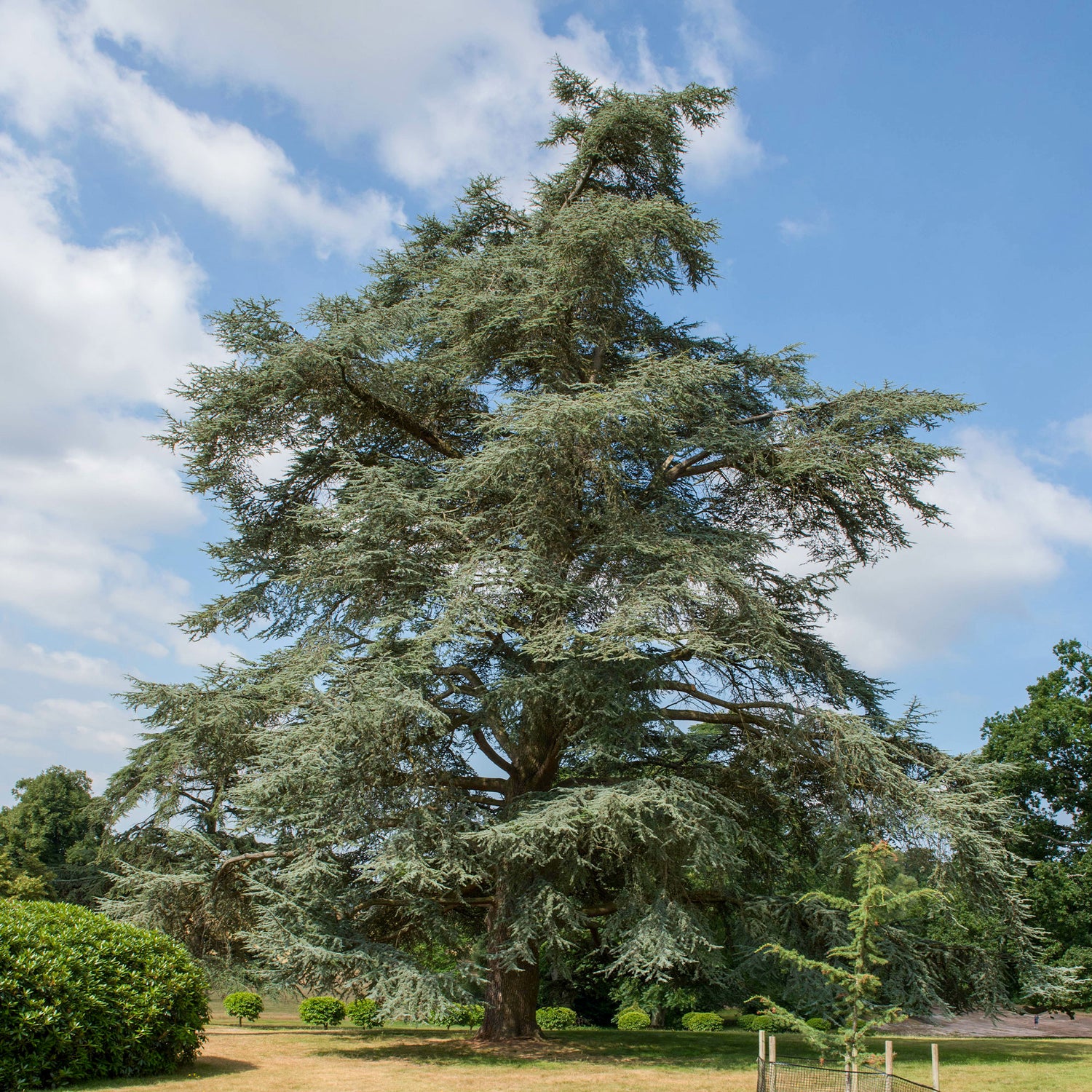 Cedrus - Cèdre