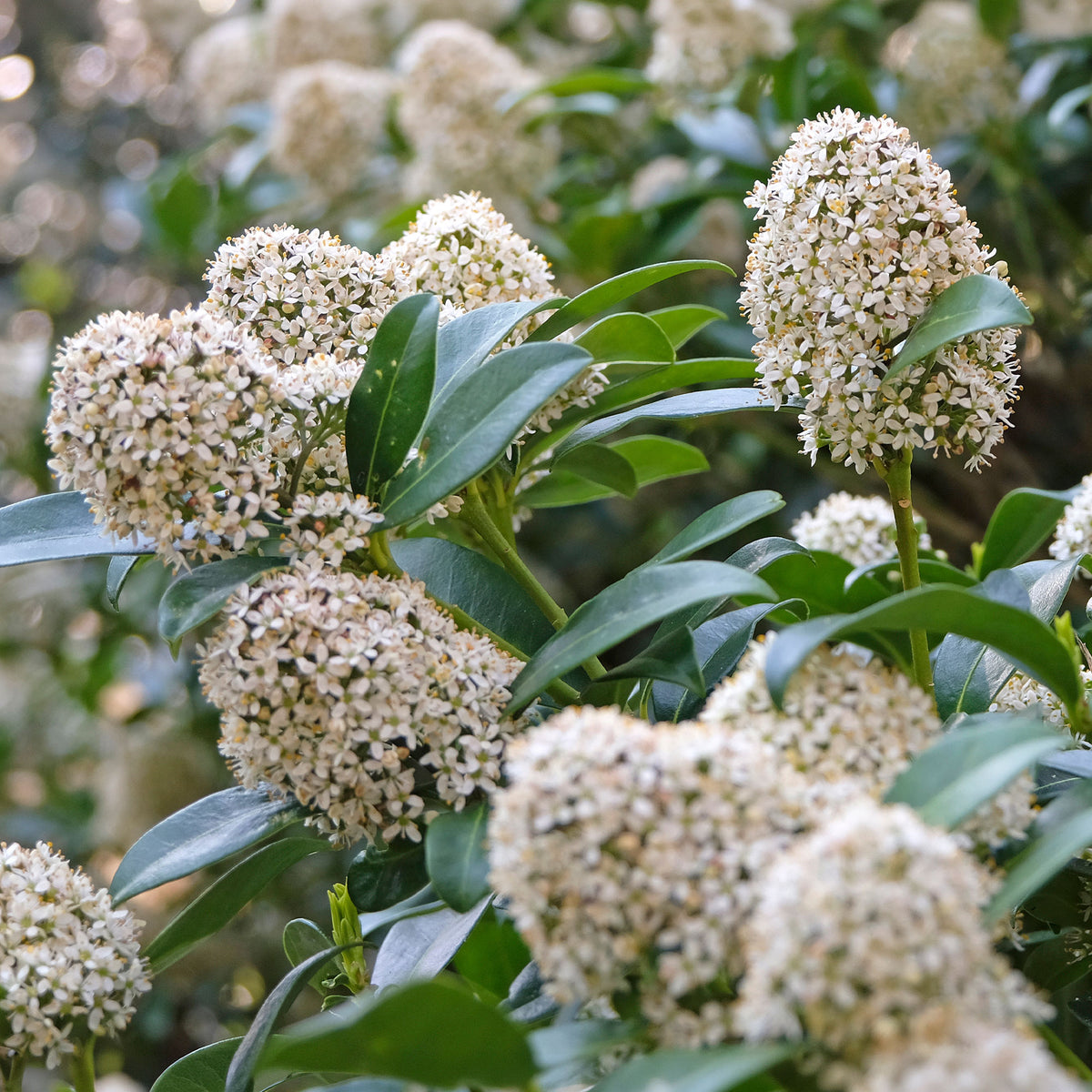Skimmia du Japon - Bakker