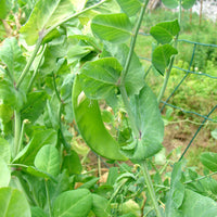 Pois mangetout Héraut - Pisum sativum héraut - Bakker