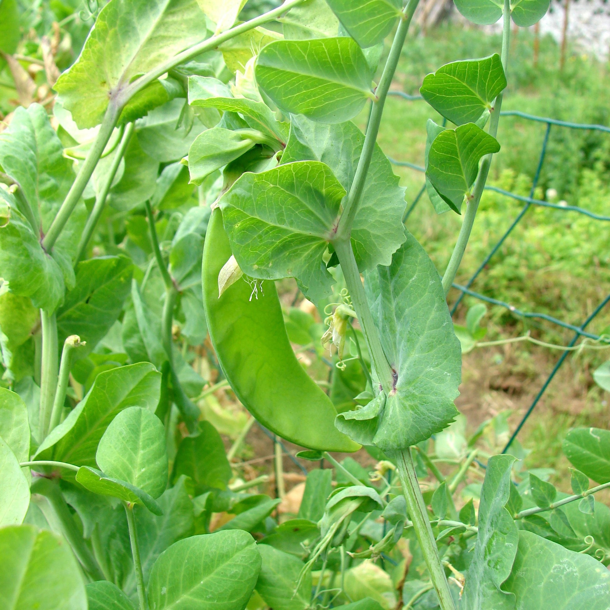 Pois mangetout Héraut - Pisum sativum héraut - Bakker