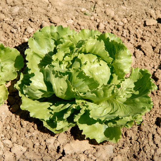 Laitue batavia Great Lakes 659 - Bakker