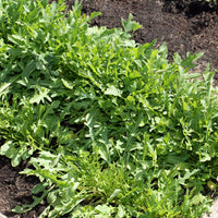 Roquette sauvage Sylvetta - Wild Rocket - Diplotaxis selvatica sylvetta - Bakker