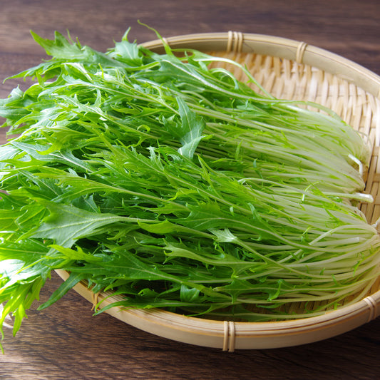 Chou salade Japonais Mizuna Bio - Bakker