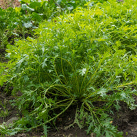 Chou salade Japonais Mizuna Bio - Brassica rapa japonica mizuna - Bakker