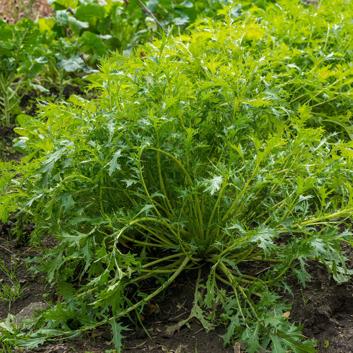 Chou salade Japonais Mizuna Bio - Brassica rapa japonica mizuna - Bakker