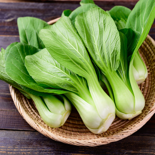 Chou de Chine Pak-choi Green Fortune F1 - Bakker