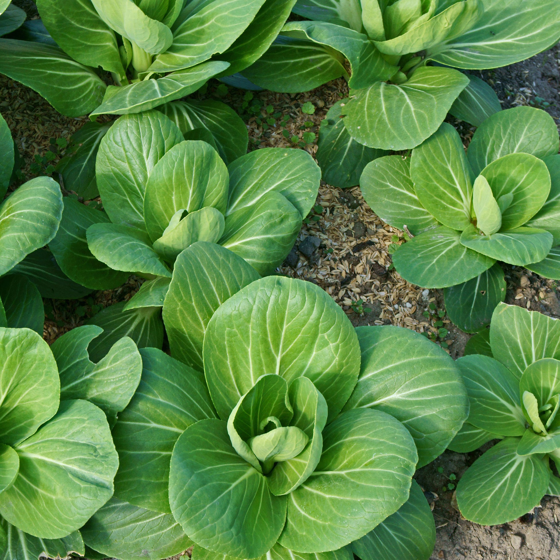 Vente Chou de Chine Pak-choi Green Fortune F1 - Brassica campestris chinensis green fortune