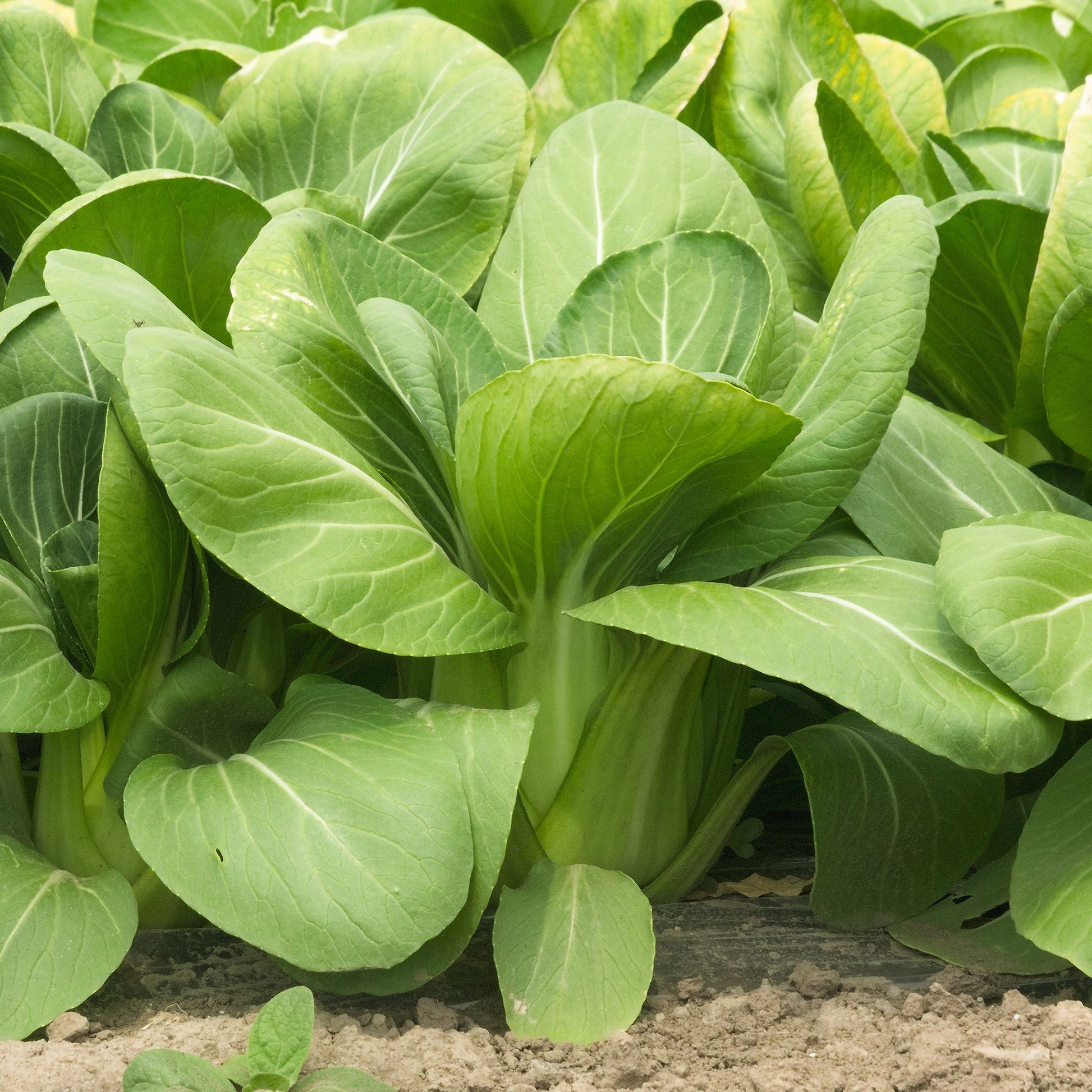 Graines de choux - Chou de Chine Pak-choi Green Fortune F1 - Brassica campestris chinensis green fortune