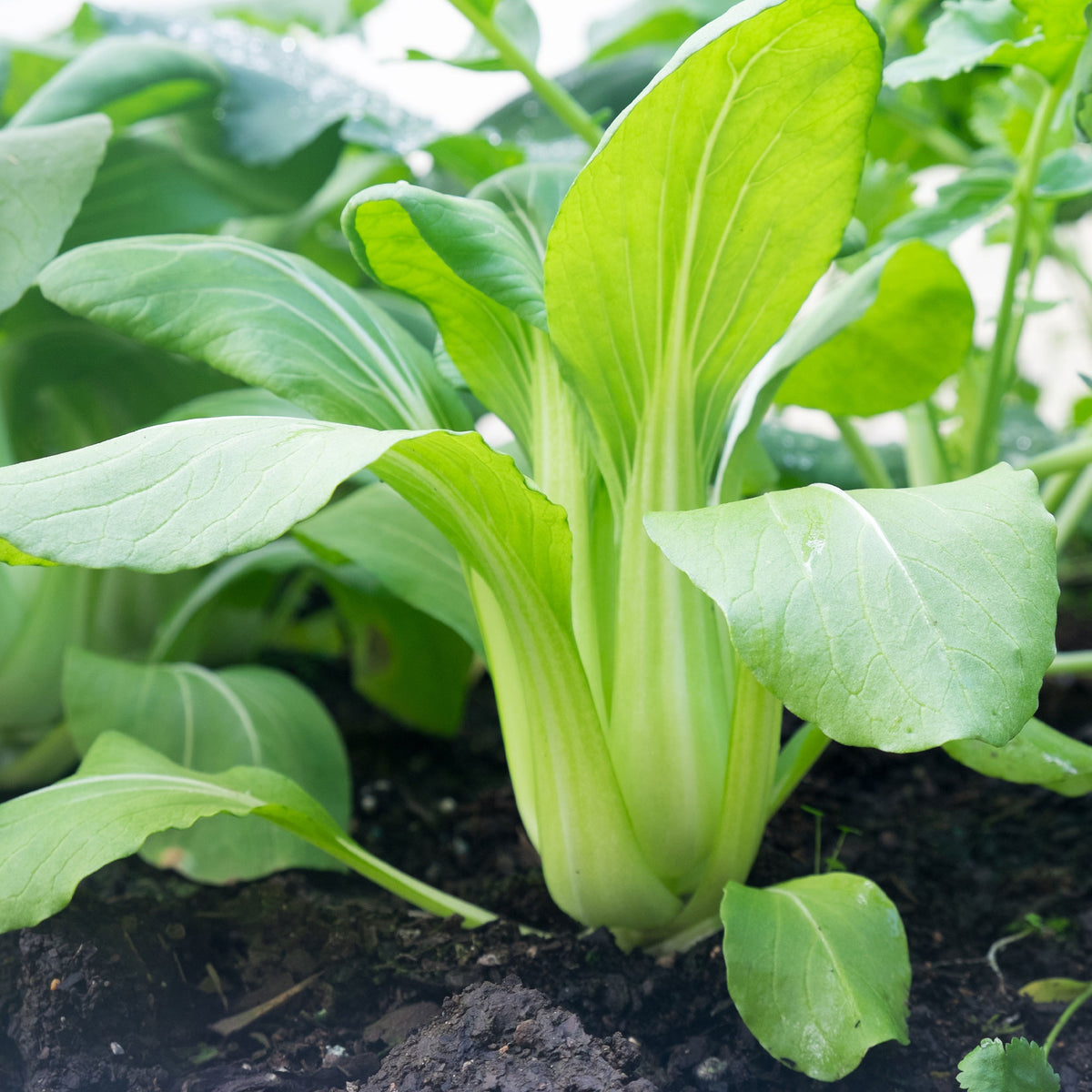 Brassica campestris chinensis green fortune - Chou de Chine Pak-choi Green Fortune F1 - Graines de choux