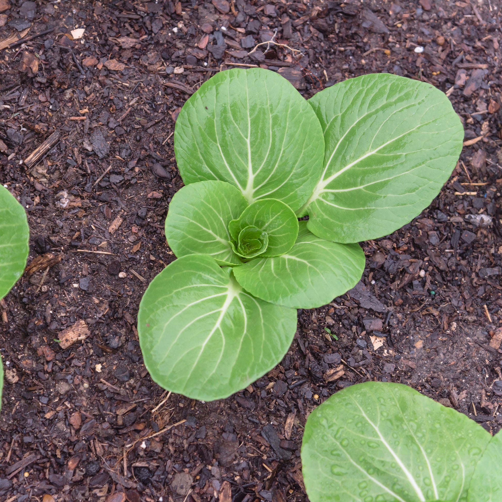Chou de Chine Pak-choi Green Fortune F1 - Brassica campestris chinensis green fortune - Bakker