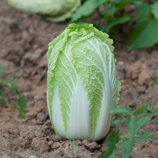 Chou de Chine Spectrum F1 - Bakker