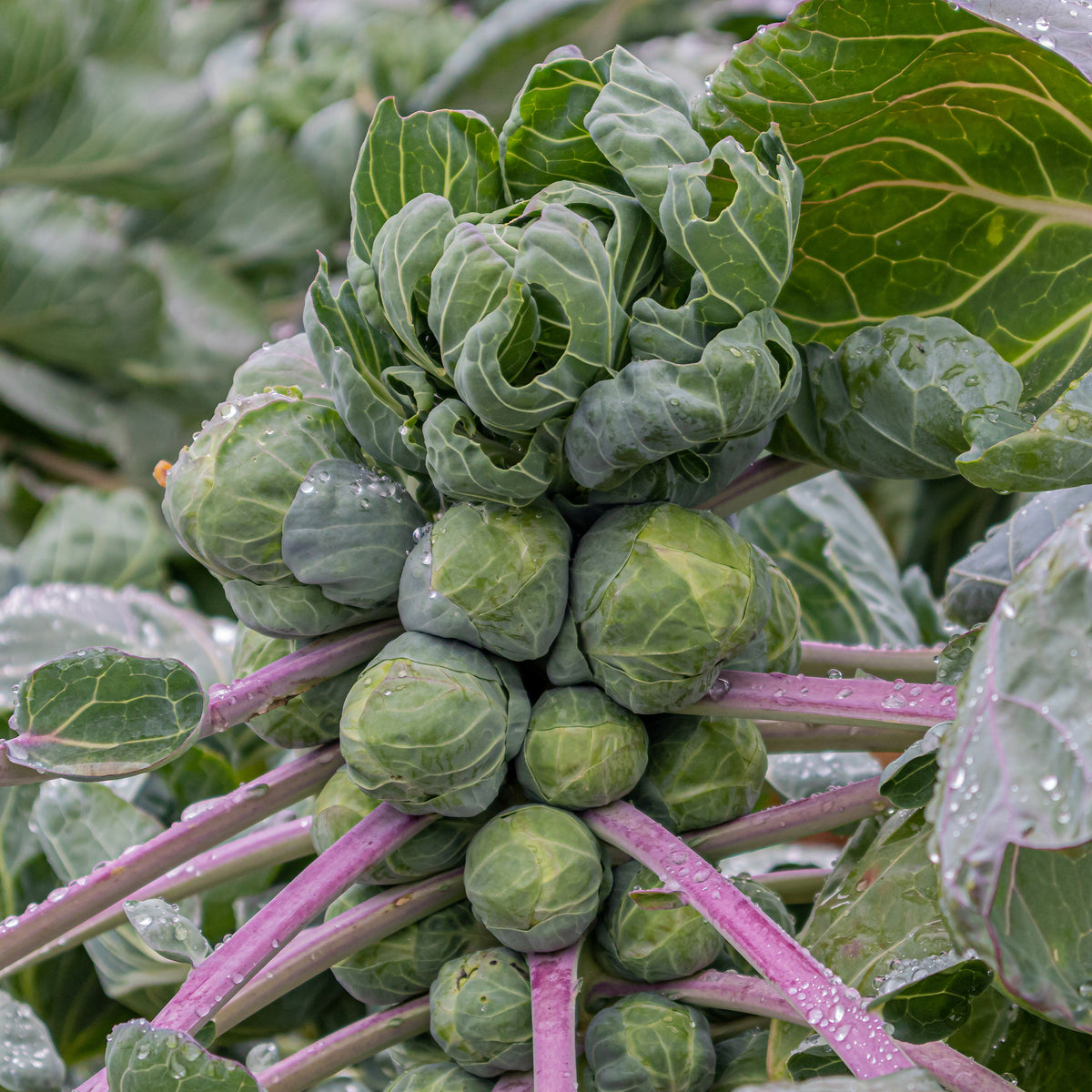 Chou de Bruxelles Roodnerf - Brassica oleracea gemmifera Roodnerf - Bakker