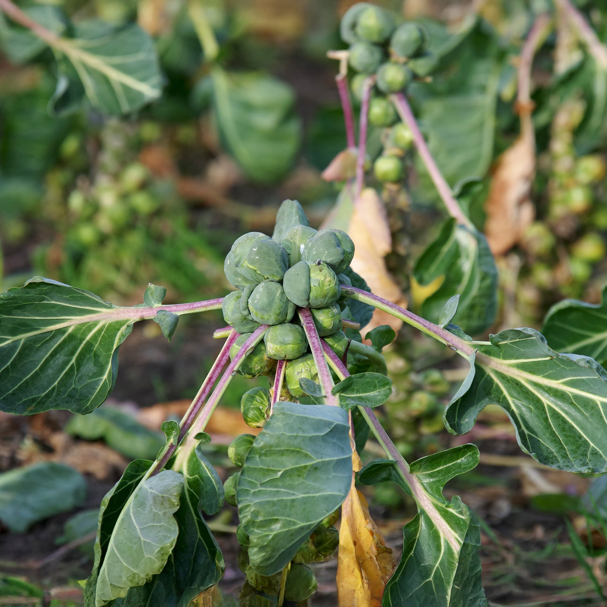 Chou - Brassica | Achat en ligne sur Bakker.com