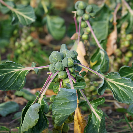 Chou de Bruxelles Roodnerf - Bakker