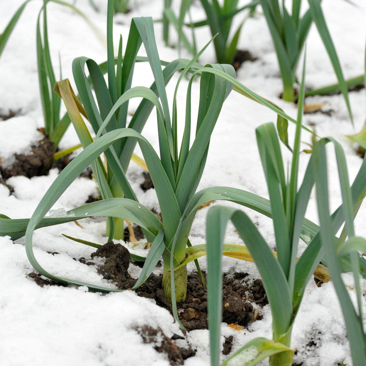 Poireau Bleu d'hiver Farinto - Allium porrum bleu d'hiver farinto - Bakker