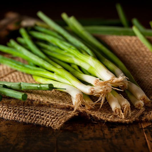 Ciboule Oignon tige Ishikura Long White - Bakker