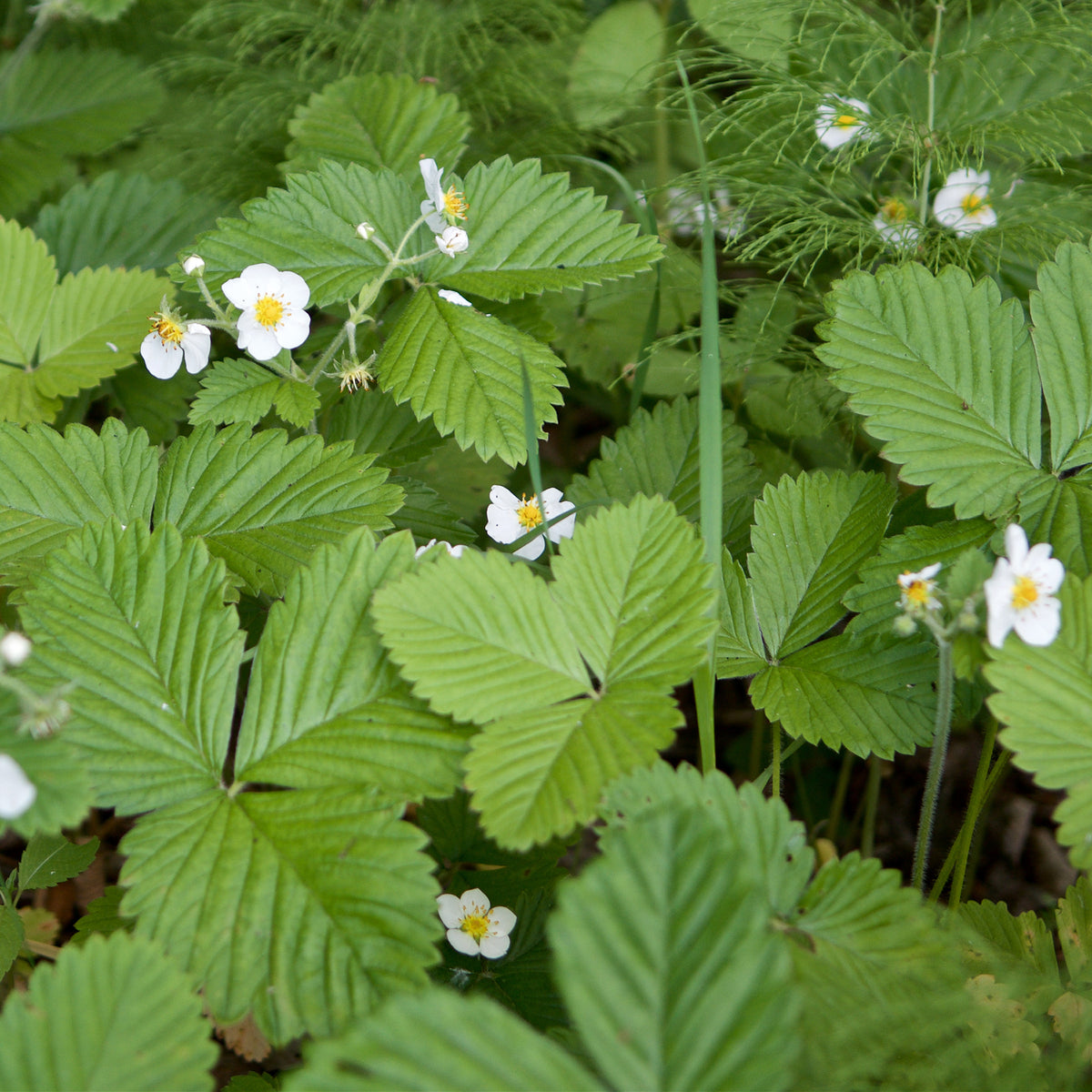 Fragaria vesca ruegen - Fraisier des bois Baron Solemacher - Autres graines de fruits
