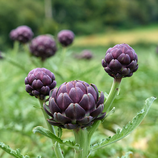 Artichaut Violet de Provence - Bakker