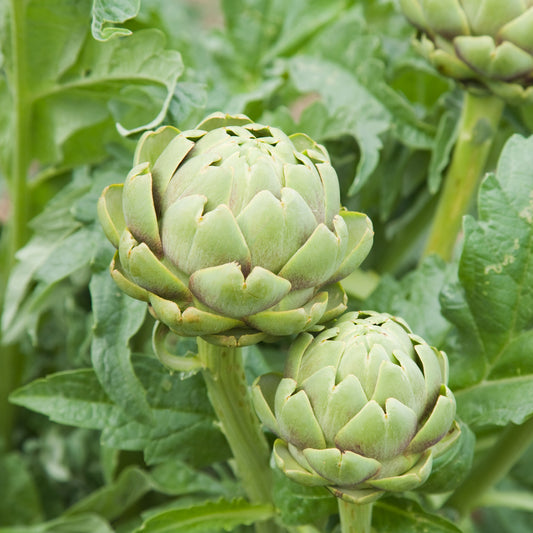 Artichaut Vert de Provence - Bakker