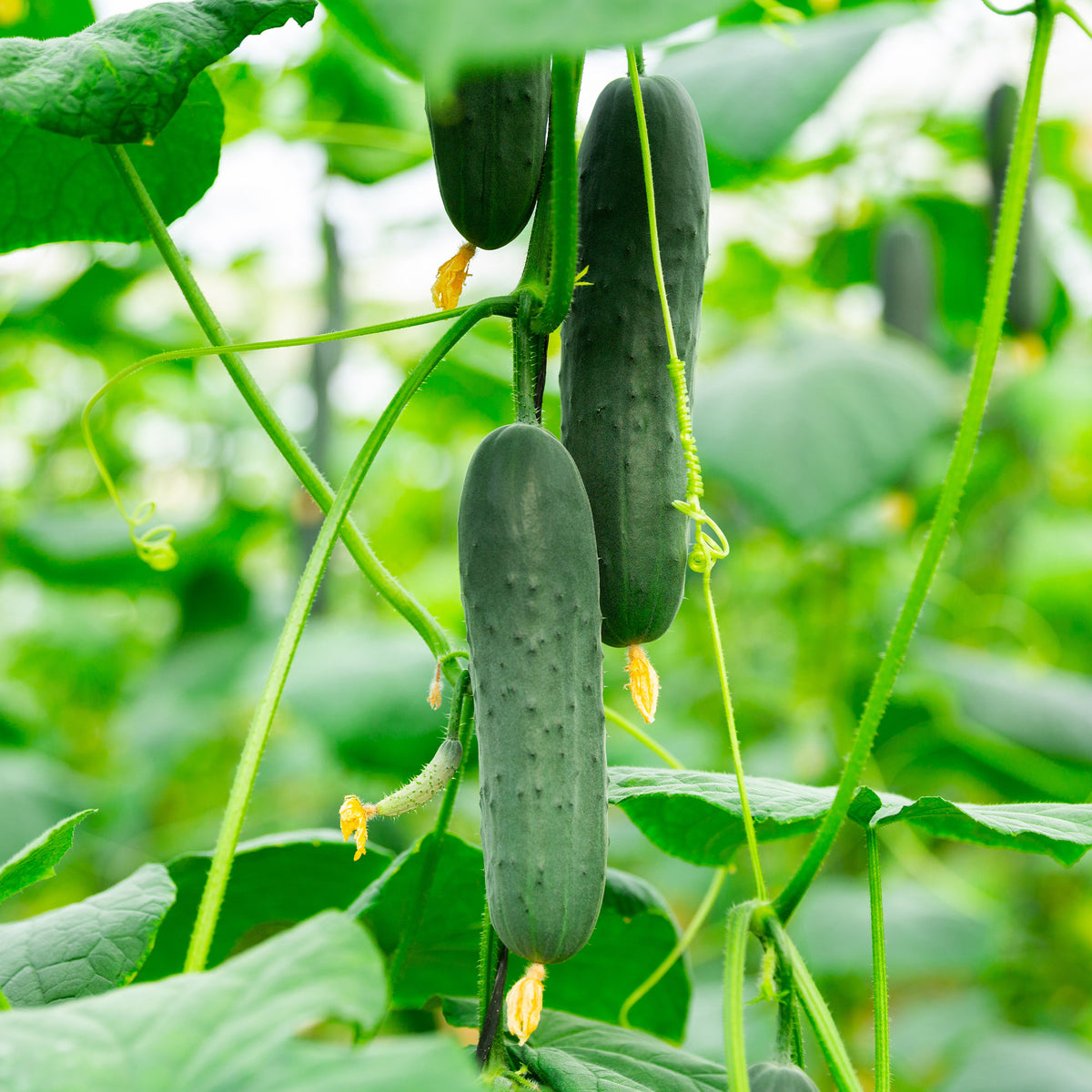 Graines de concombres - Concombre mini Broumana F1 - Cucumis sativus mini broumana f1