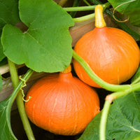 Cucurbita maxima uchiki kuri - Potiron Uchiki Kuri Bio - Graines de courges