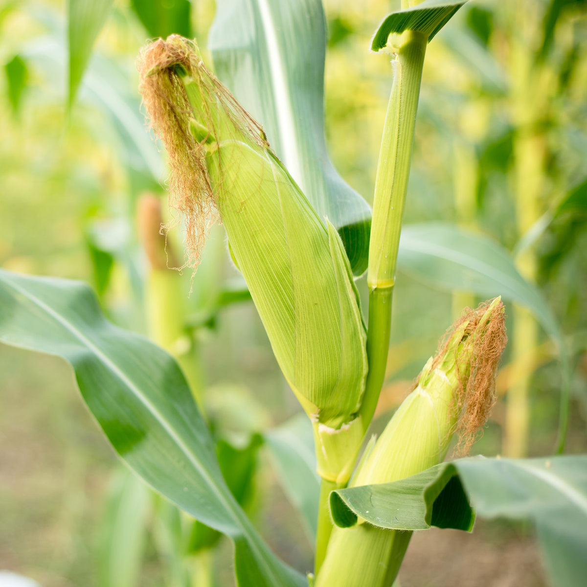 Zea mays golden bantam - Maïs sucré Golden Bantam Bio - Légumes biologiques