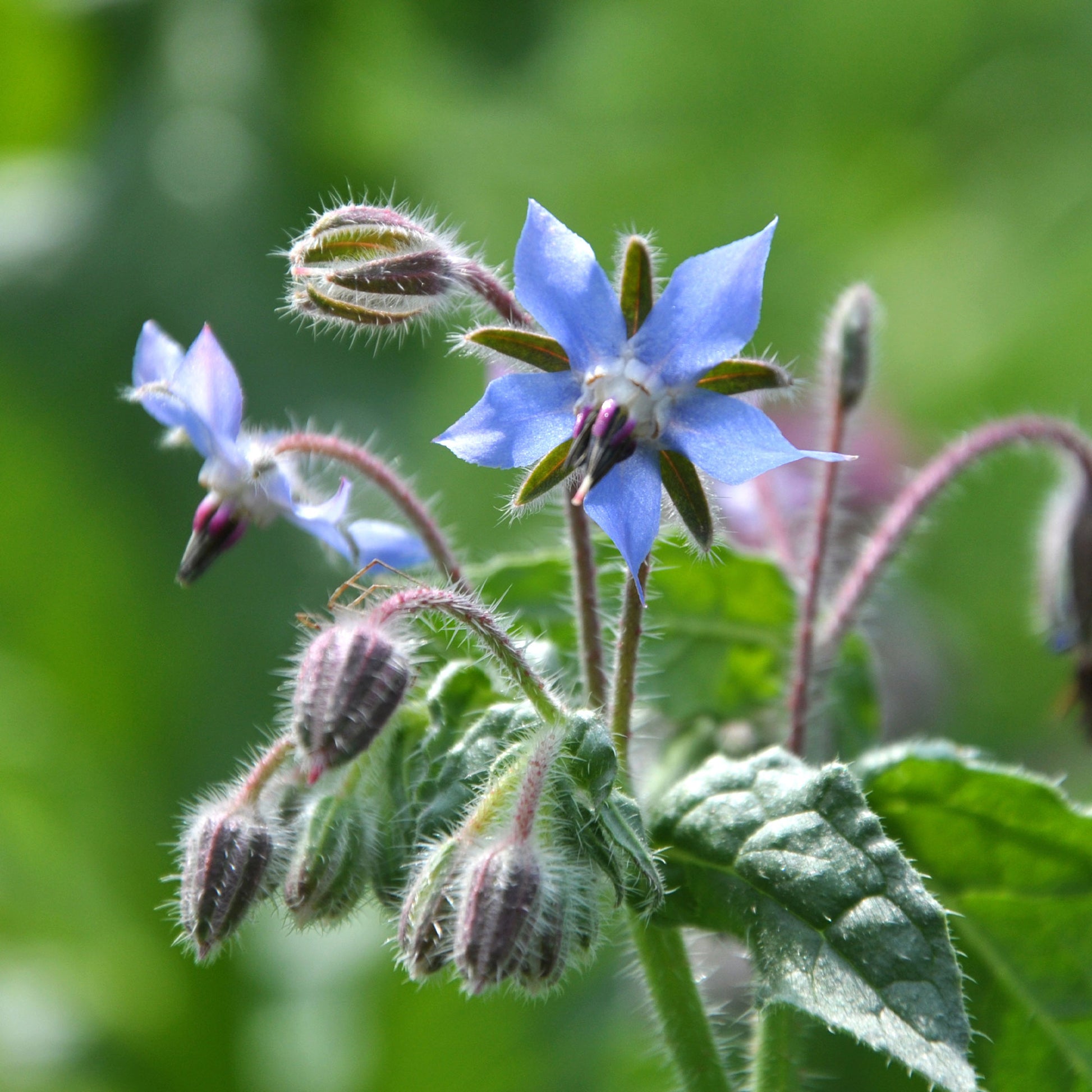 Bourrache Bleu Bio - Borago officinalis - Bakker