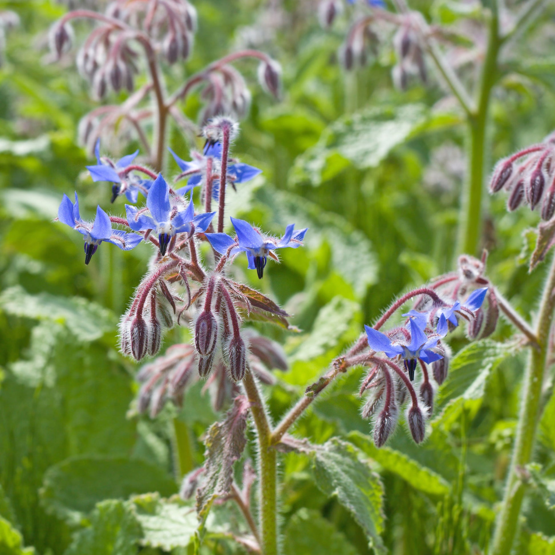 Bourrache Bleu et Blanche - Bakker